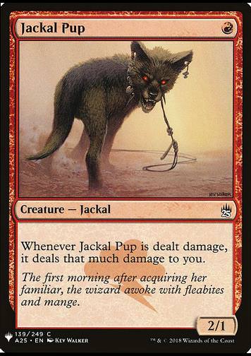 Jackal Pup (Schakalwelpen)
